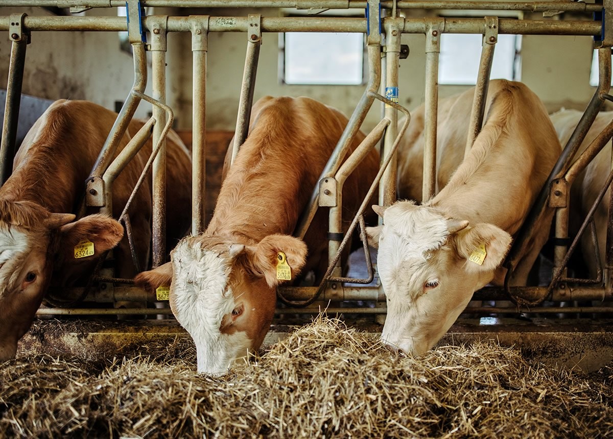 Kühe im Stall