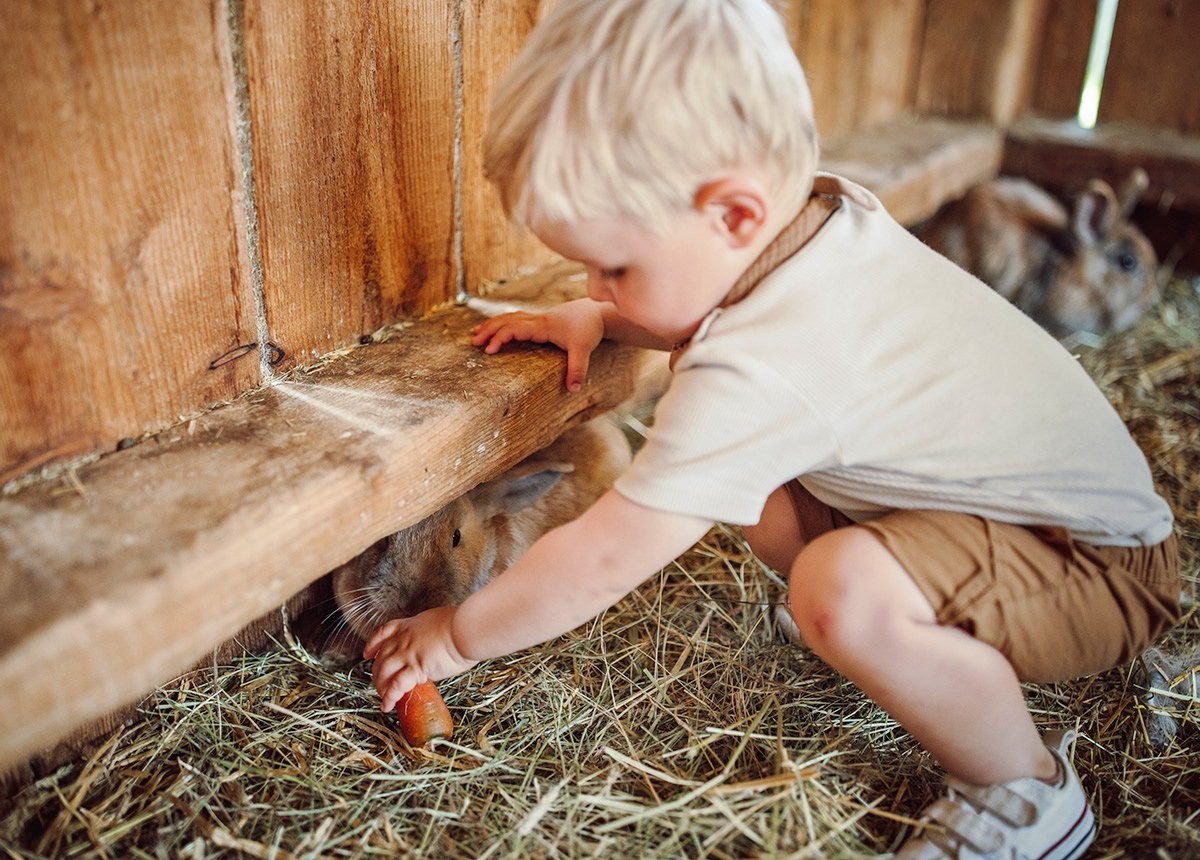 Kind füttert ein Kaninchen mit einer Karotte