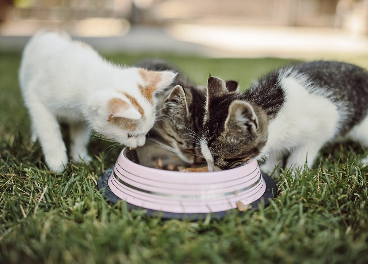 Kätzchen fressen aus dem Futternapf