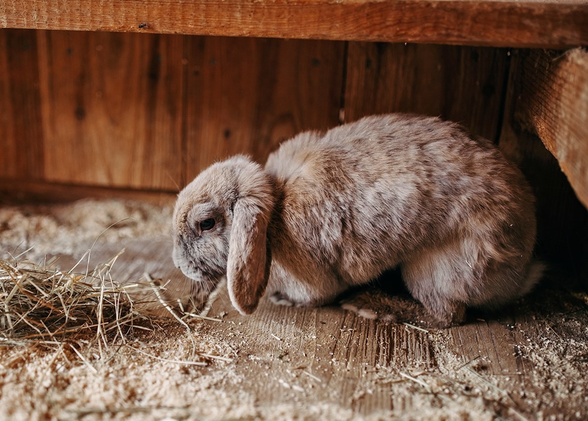 Kaninchen in Stall