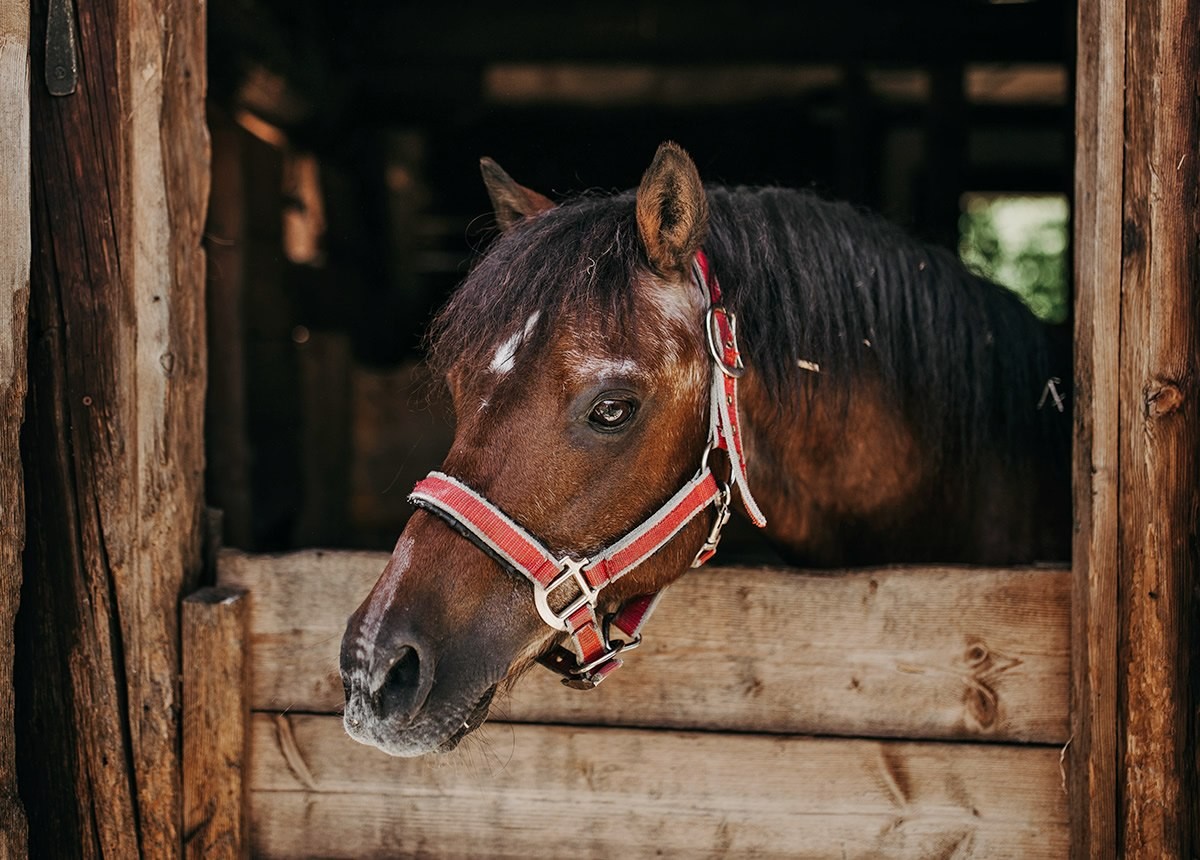 Pferd in der Koppel im Stall