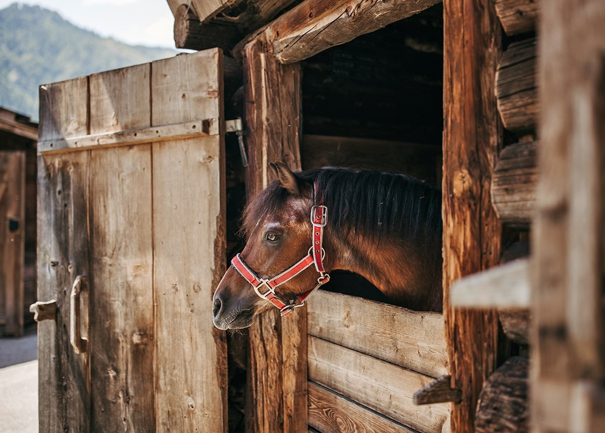 Pferd schaut aus der Koppel