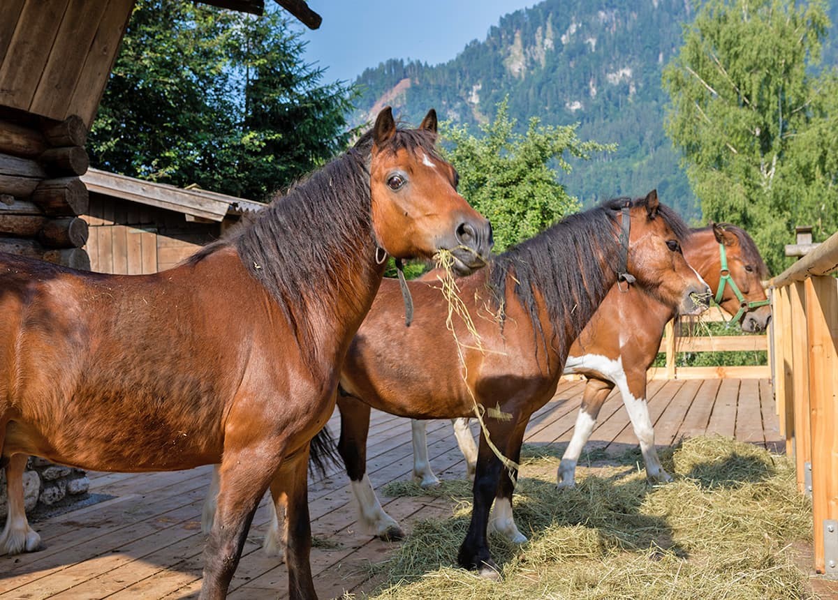 Pferde beim Heu fressen