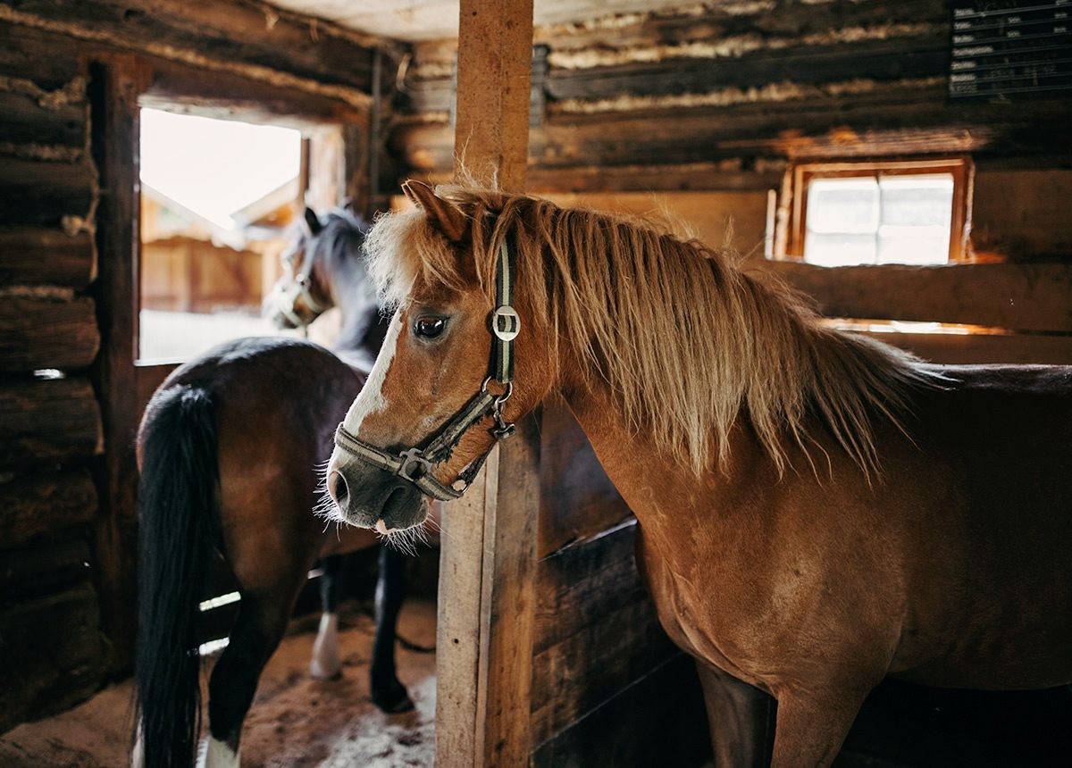 Pferde im Stall
