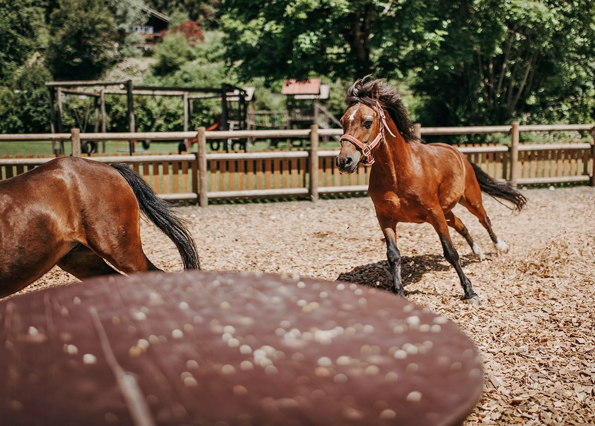 Pferde galoppieren auf dem Reitplatz