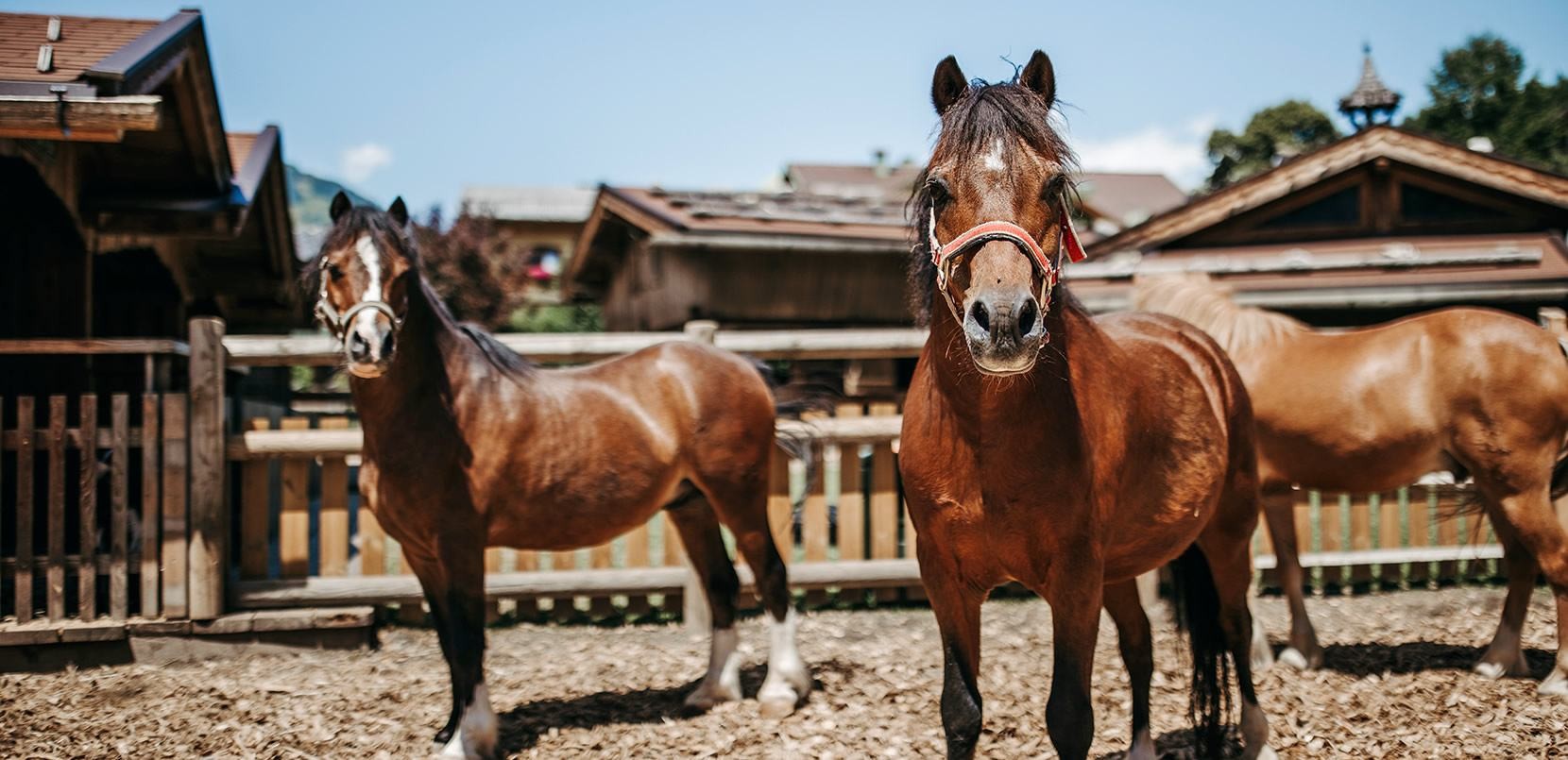 Reiten beim Familienurlaub im Hotel Lerch in St. Johann in Salzburg