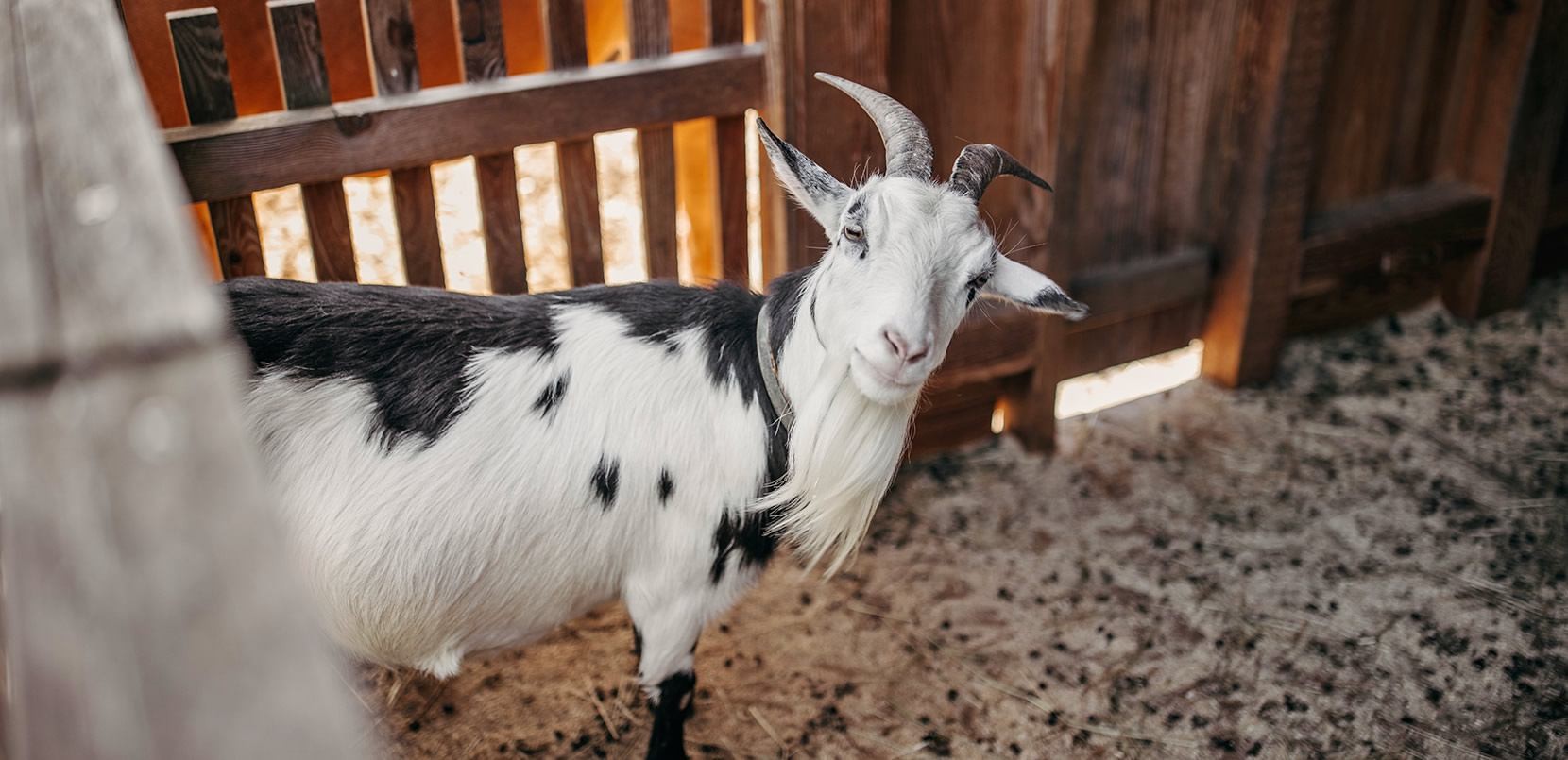Viele Tiere am Hotelgelände