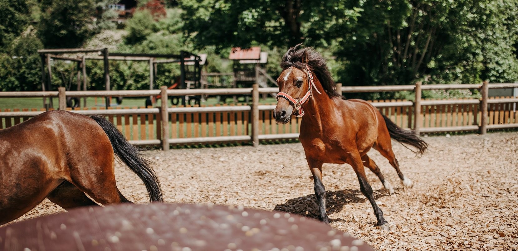 Pferde auf der Koppel - im Hintergrund der Spielplatz