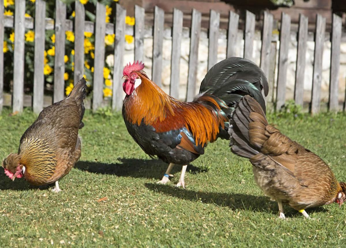 Hahn und Hennen am Bauernhof