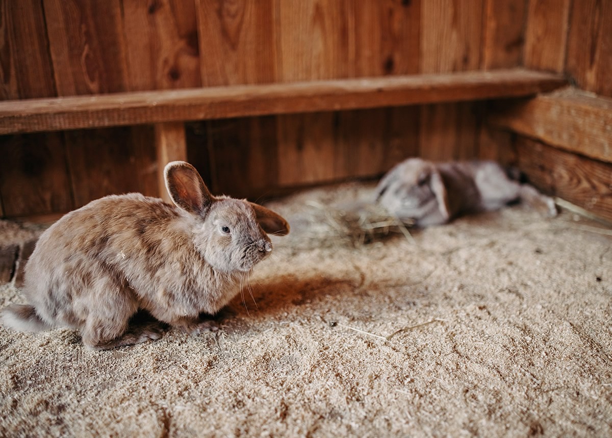 Kaninchen im Stall