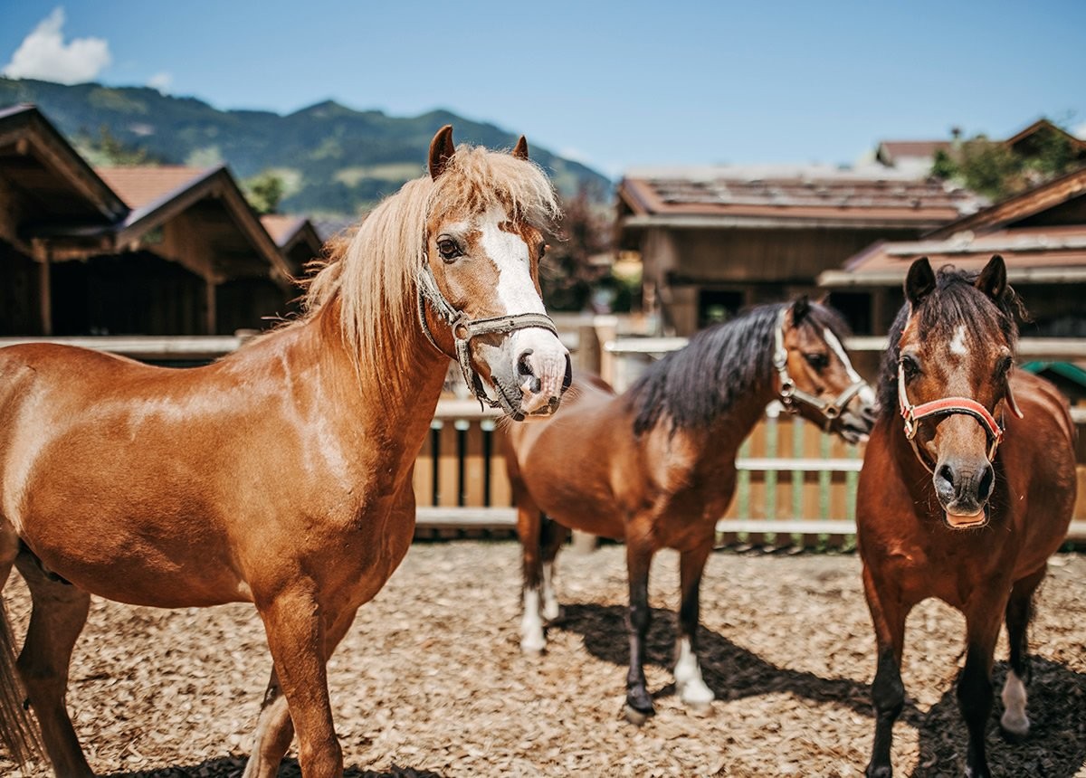 Pferde auf dem Reitplatz