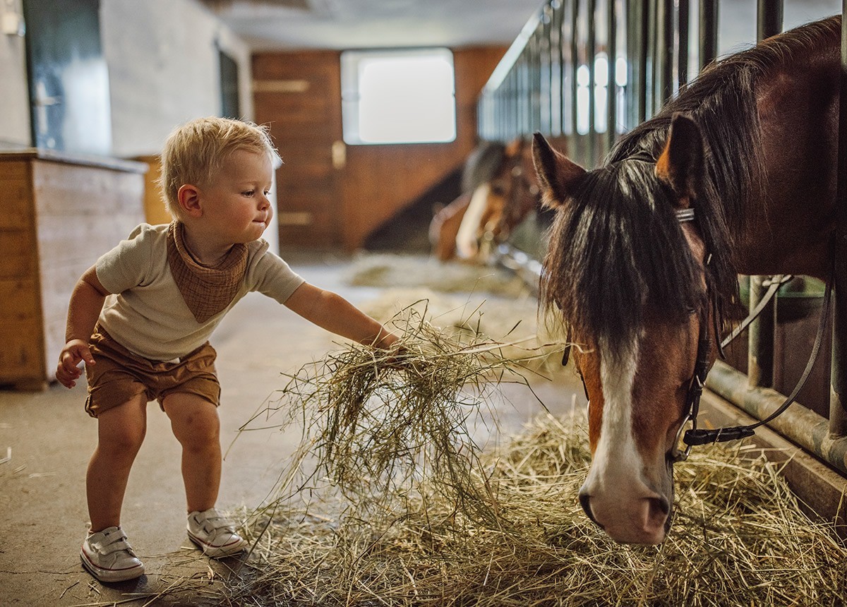 Kind füttert Pferd im Stall