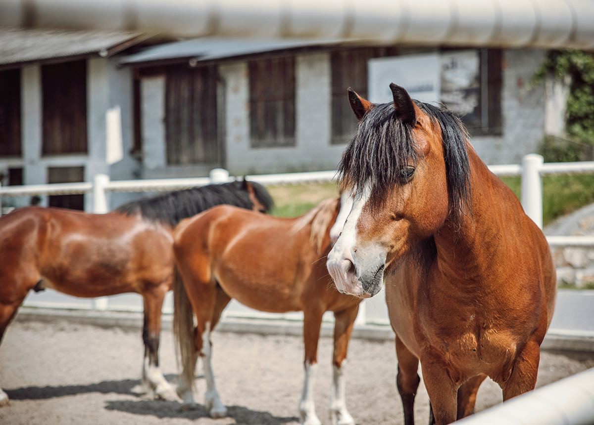 Pferde auf dem Reitplatz