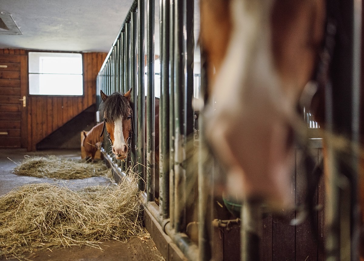 Pferde im Stall