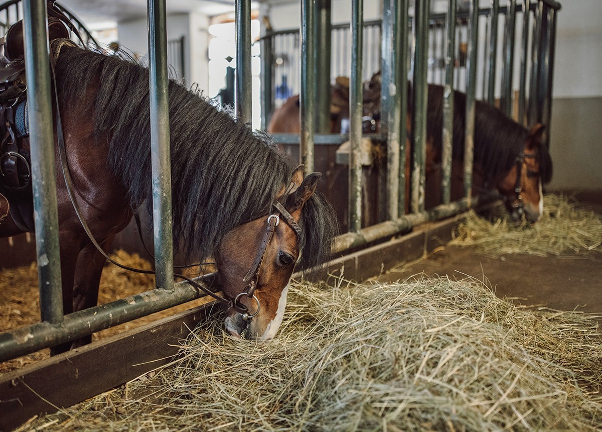 Pferde im Stall