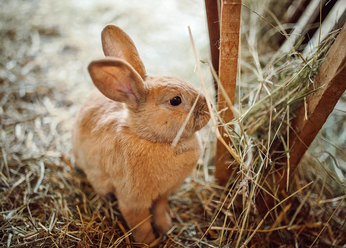 Kaninchen frisst Heu