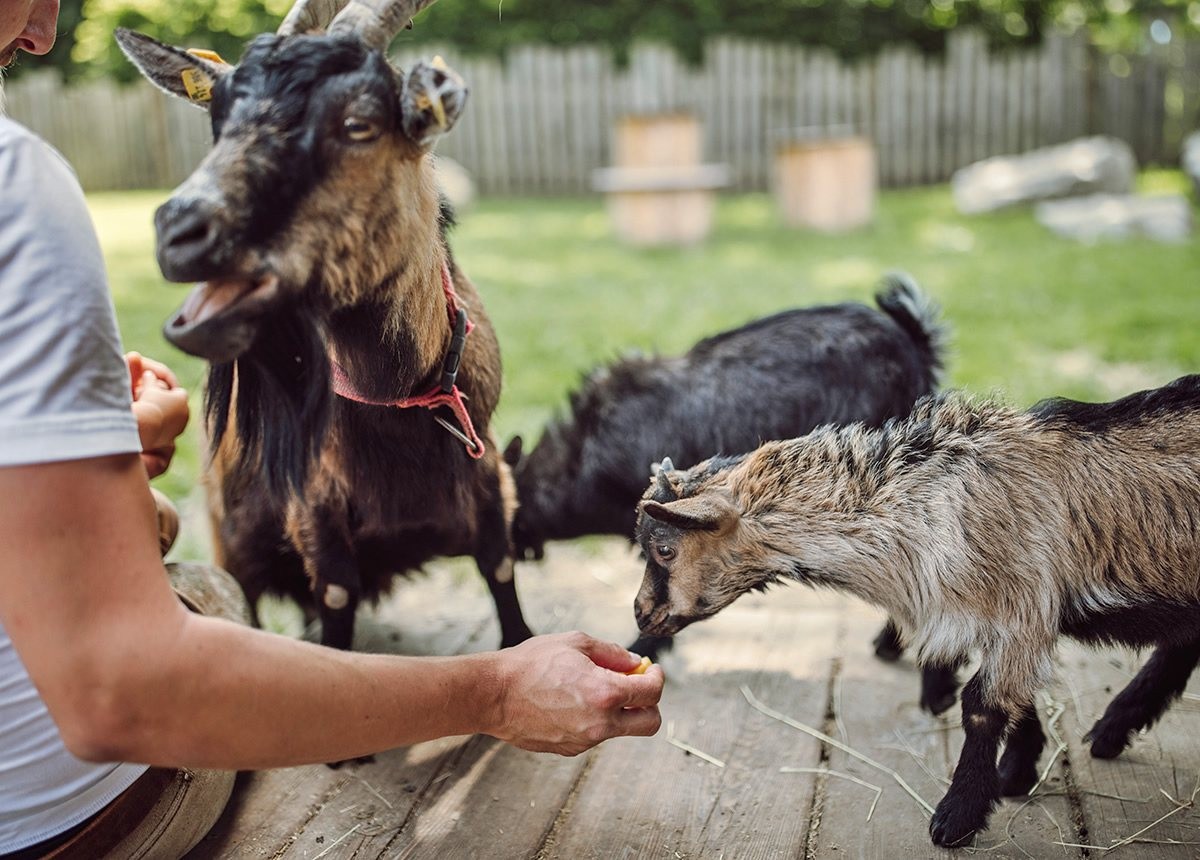 Ziegen füttern