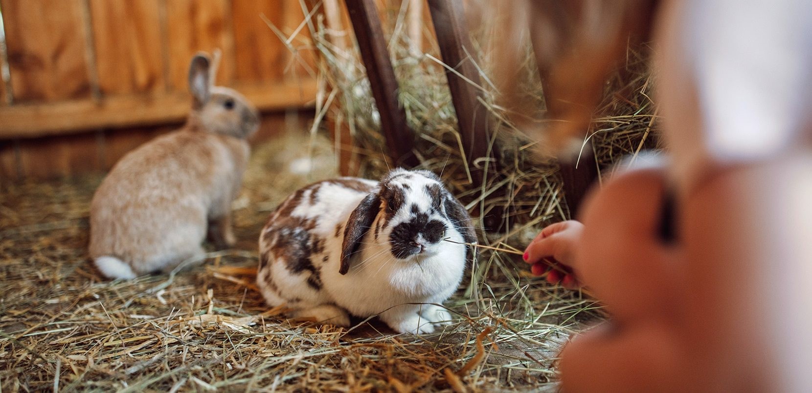 Hasen zum Streicheln und Füttern