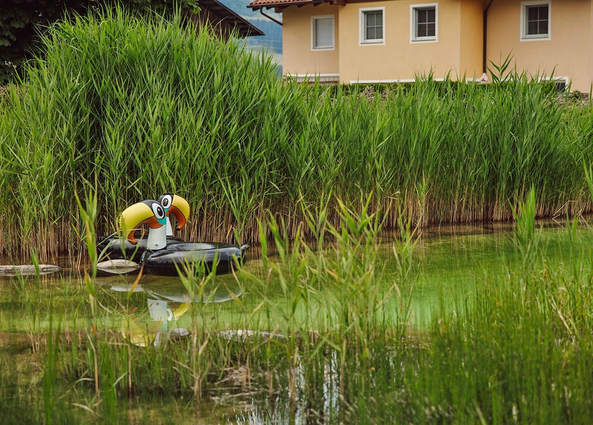 Schwimmteich mit Schilfgürtel