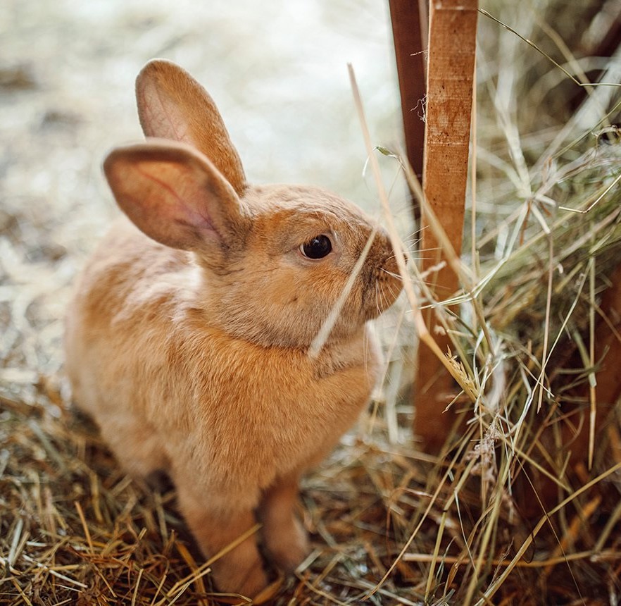 Kaninchen im Stall beim Heu fressen