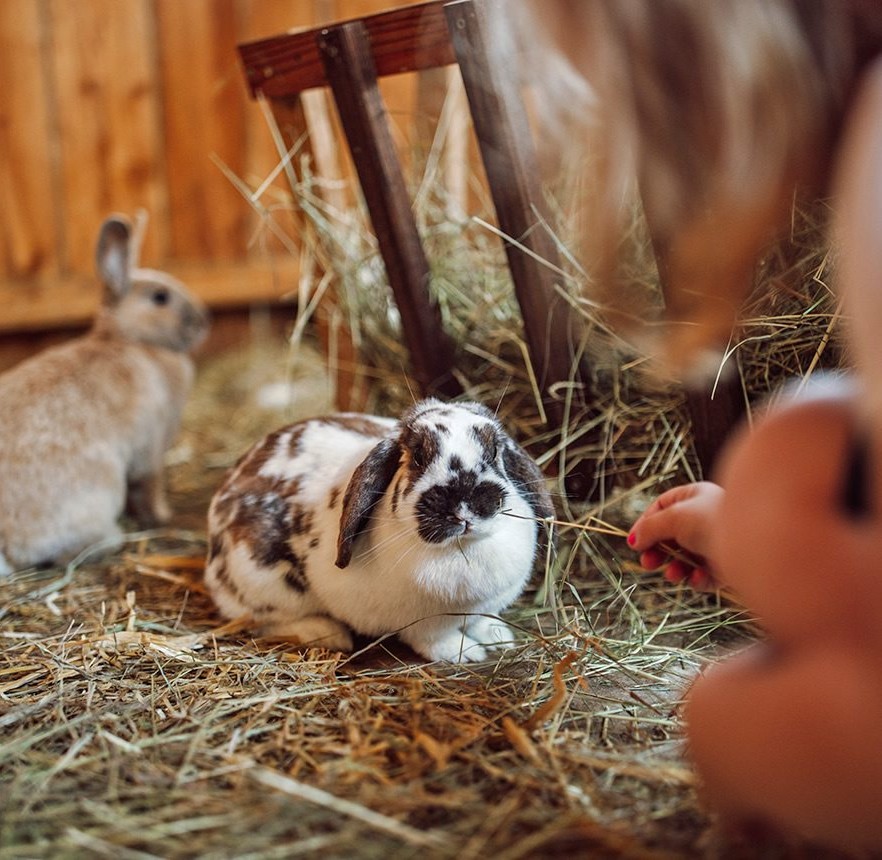 Kostenloses Ponyreiten